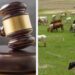 Group Raises Alarm Over Plans to Repeal Anti- Open Grazing Law                     
