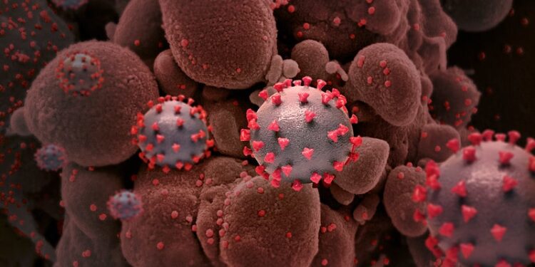 NCDC reports 10 deaths, 54 confirmed cases of Lassa fever