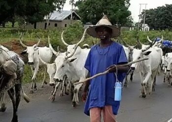 Cattle herders set N27m cassava farm on fire in Ogun