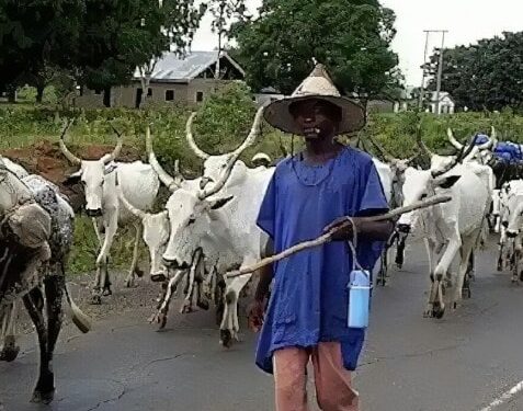 Cattle herders set N27m cassava farm on fire in Ogun
